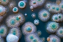 Mould in your Washing Machine